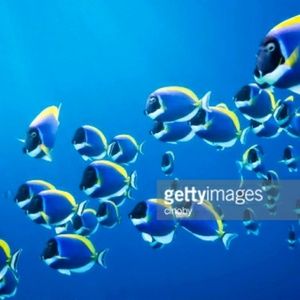 Meet your Posher, Hector